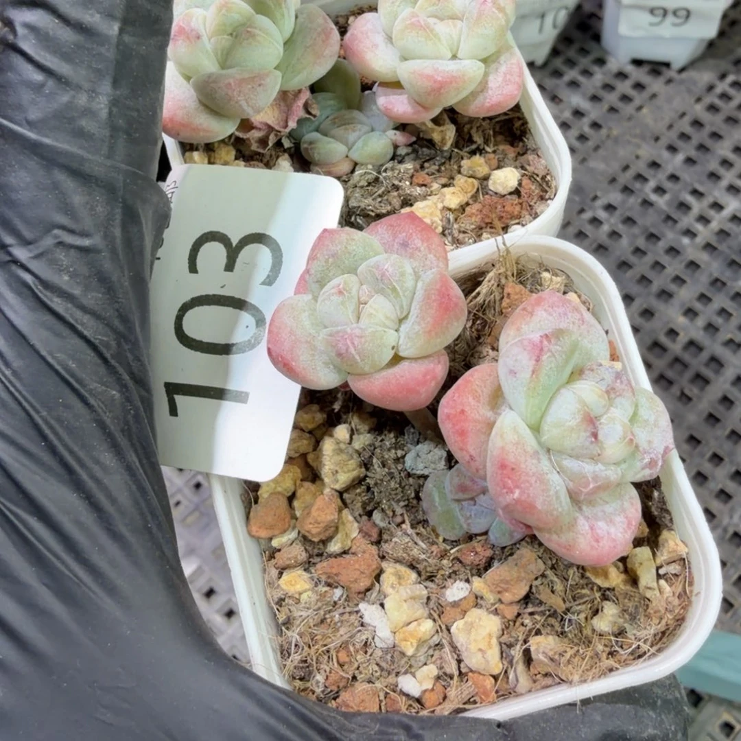 103 号到手1筐江北多肉