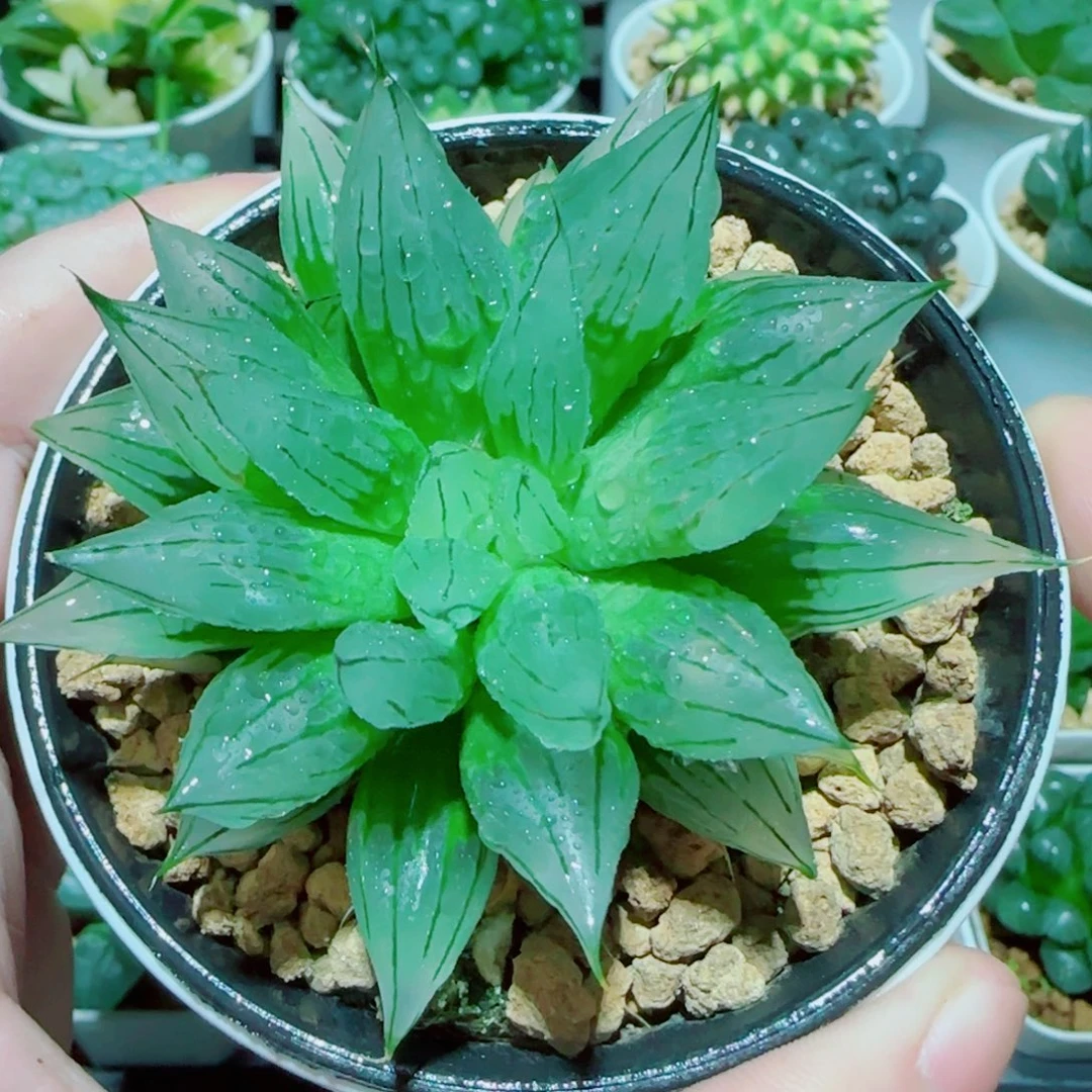 冰钻玉露多肉植物