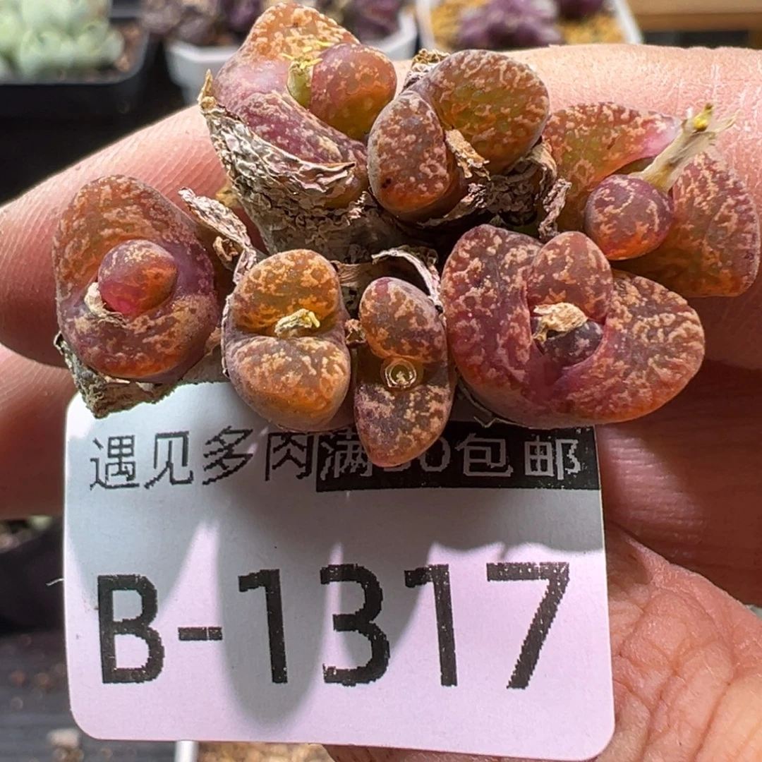 多肉植物1111111111111