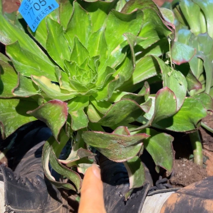 魅影七彩7705多肉植物