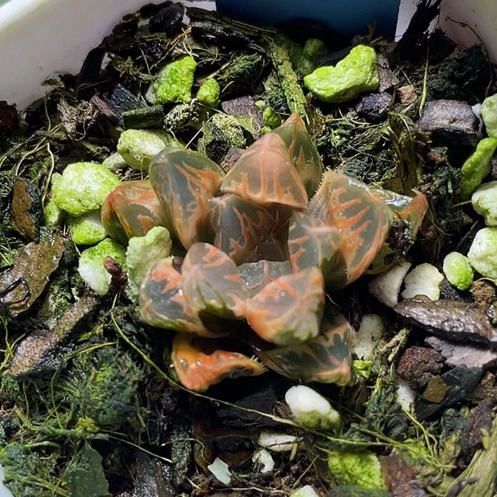 596糊斑花水晶锦特选福利