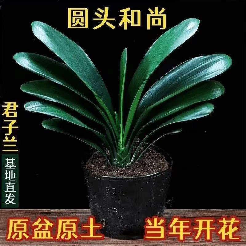 君子兰中式室内好养兰花绿植盆栽懒人养眼易活开花