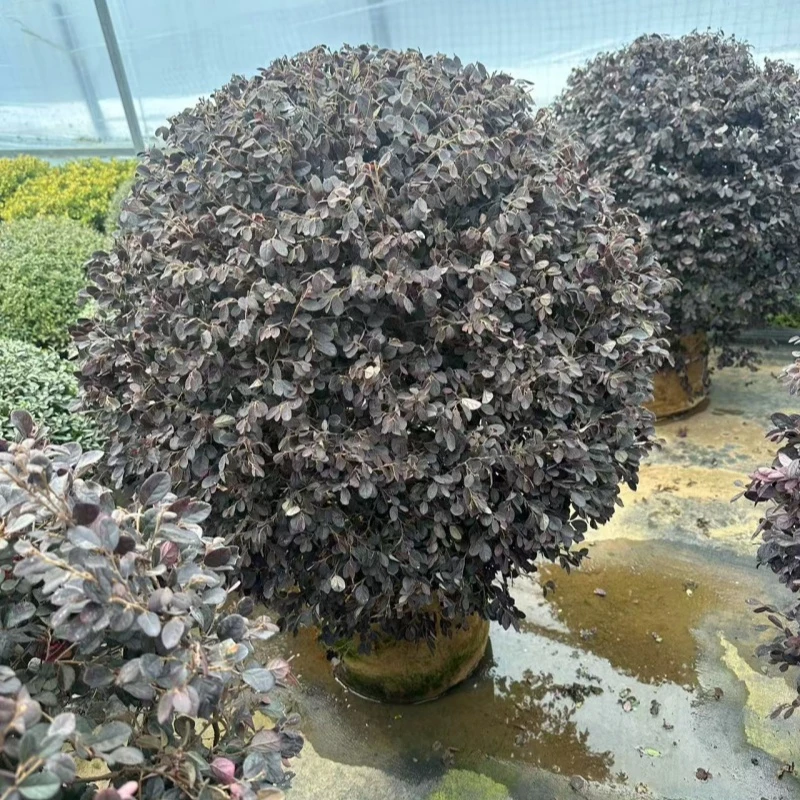 红花继木球盆景庭院别墅地栽四季耐寒植物