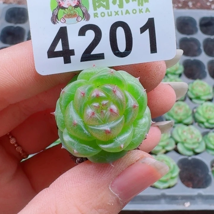 多肉植物多肉植物