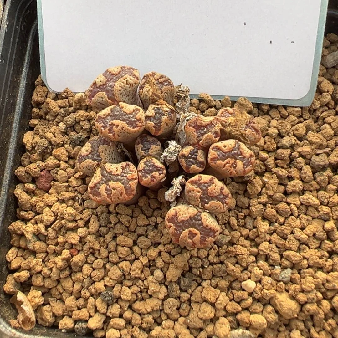 17-143肉锥多肉植物，