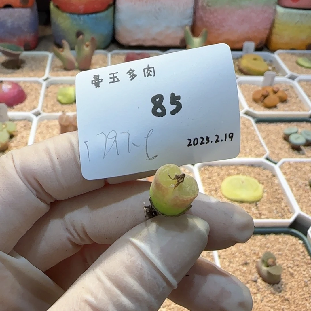 一*柠多肉多肉多肉2.19-085