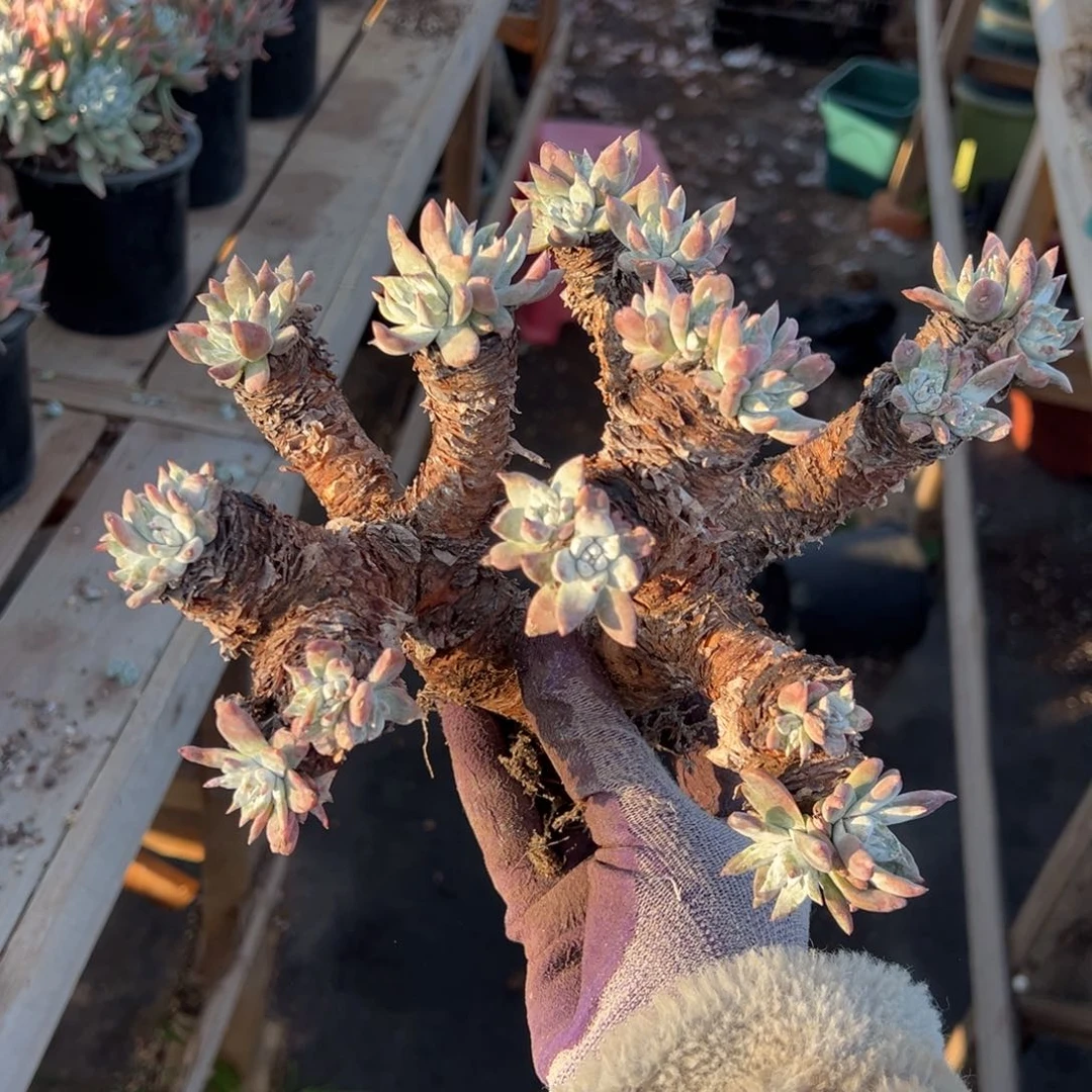 摩*女2250哈哈哈哈哈哈哈哈