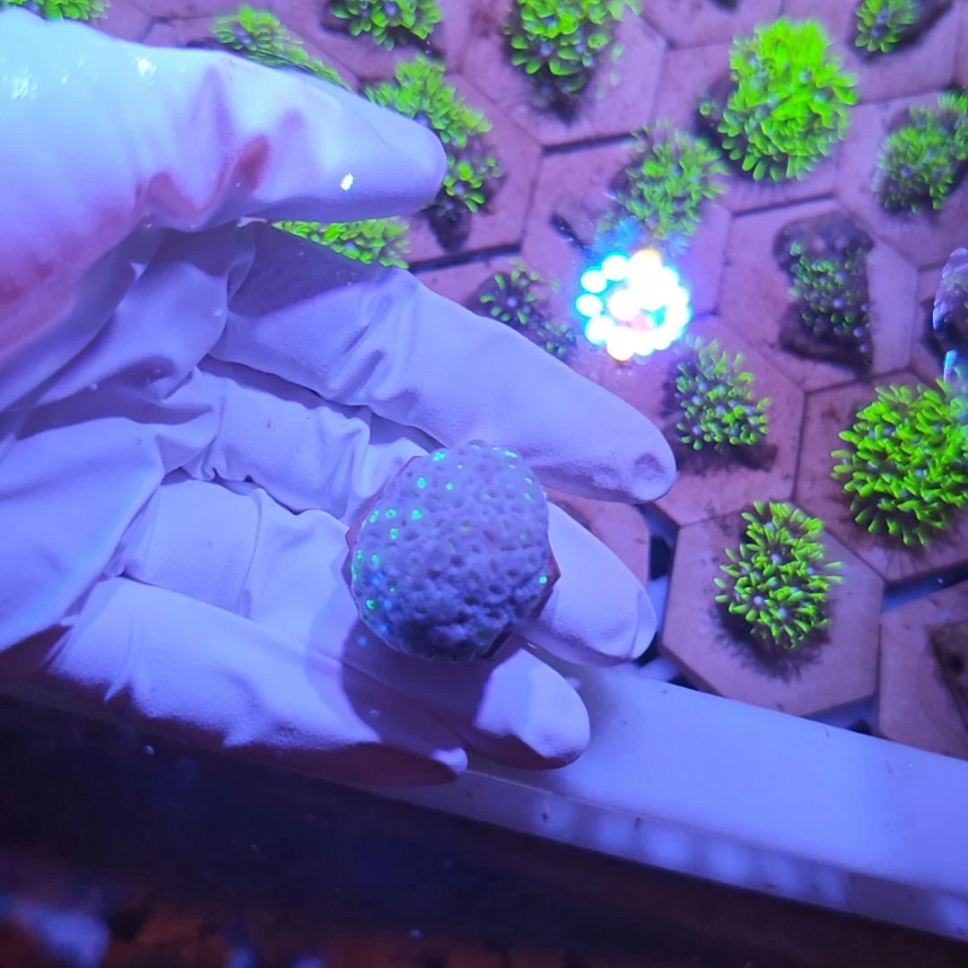 中国大陆印尼茉莉原石大直播间挑选