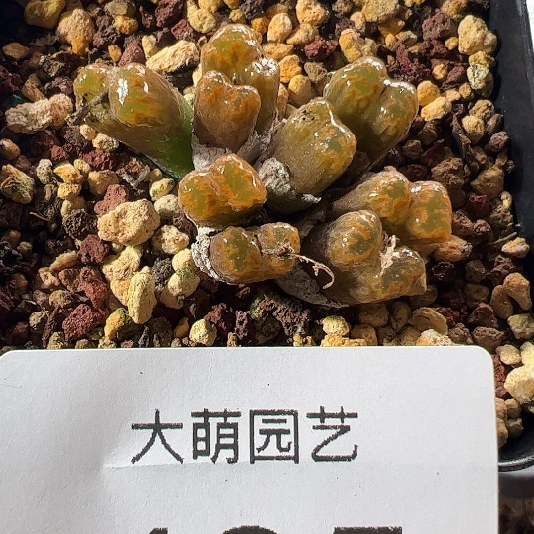 小***李一物一拍脱土发。  425