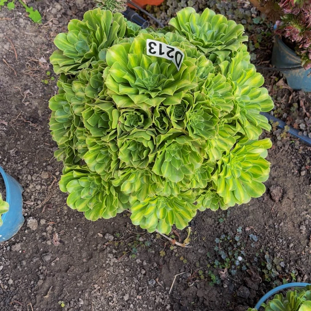 翡翠琉璃26///48包邮