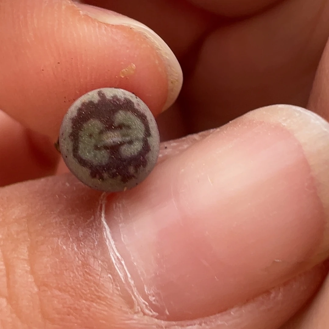 灰粉皮大圣衍生多肉