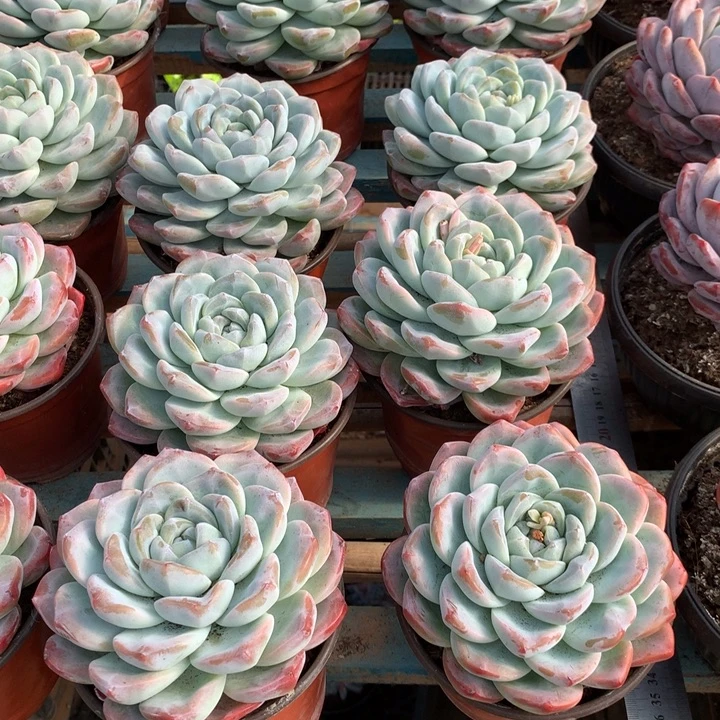 超大母本单头暗纹冰玉两单包邮