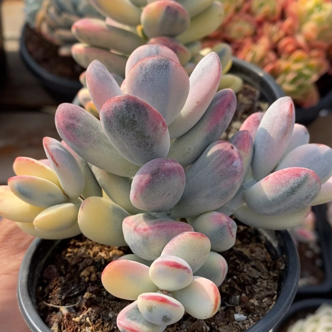 福娘锦多肉植物1