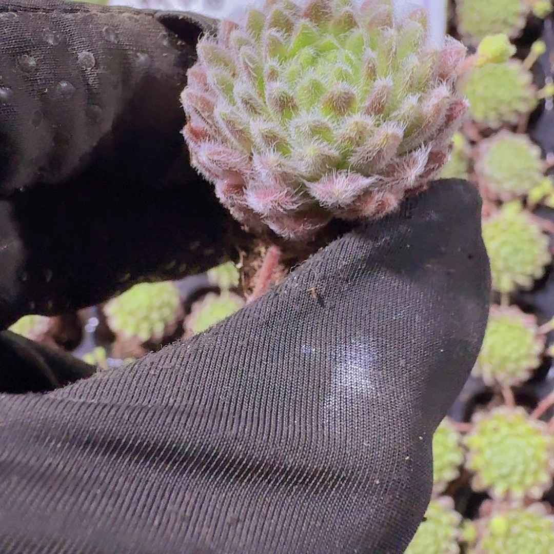 精品优雅两米三颗