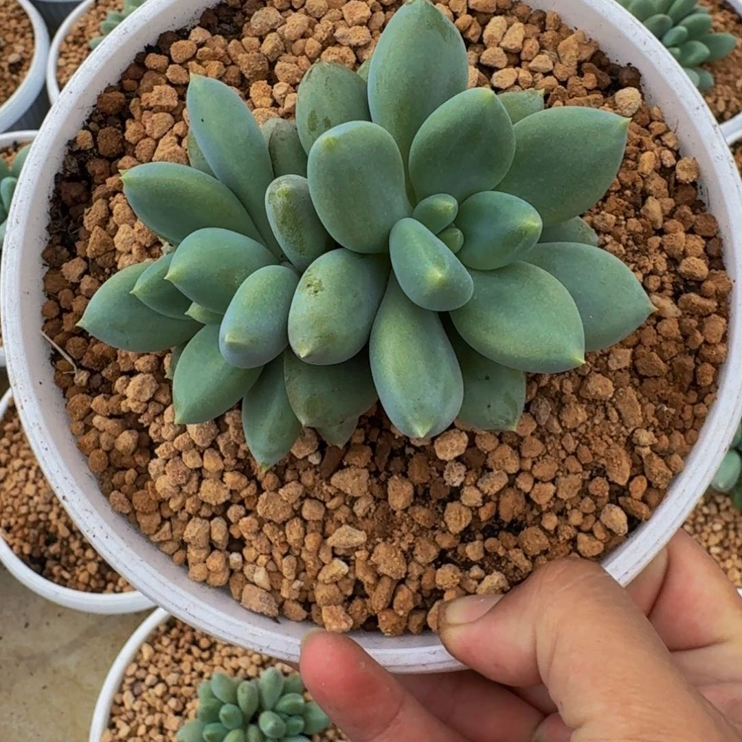 小***干哥特 双头  一物一拍