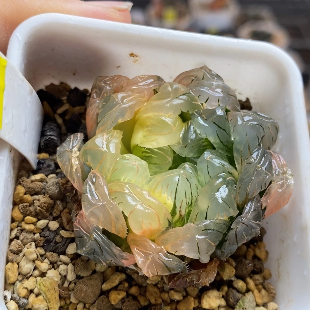 616号实生玉露锦湖水