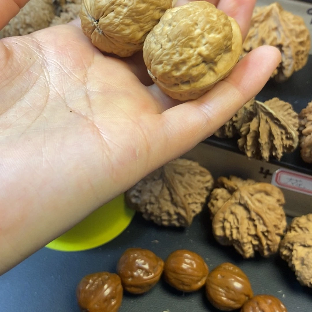 桃核吊坠云铁荷叶金蟾31