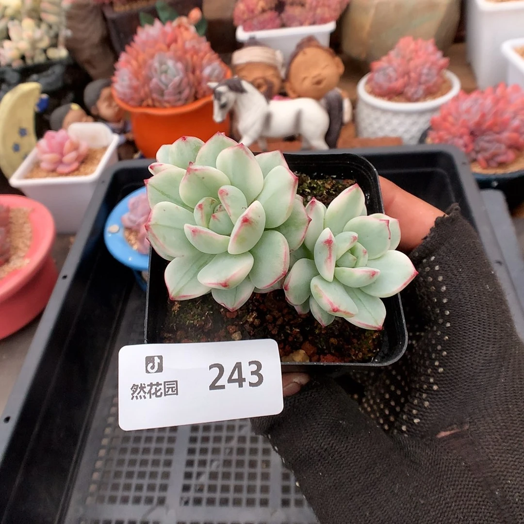 243香草锦多肉植物6666