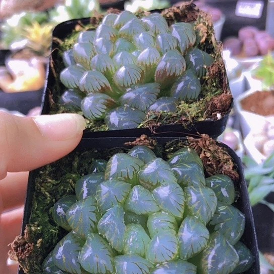 无花朵1051，两颗冰灯如图