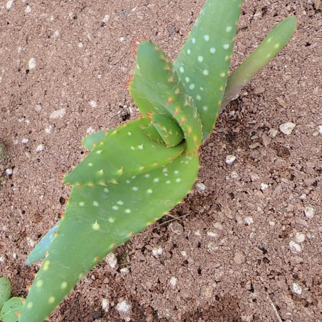 块根植物块块根植物