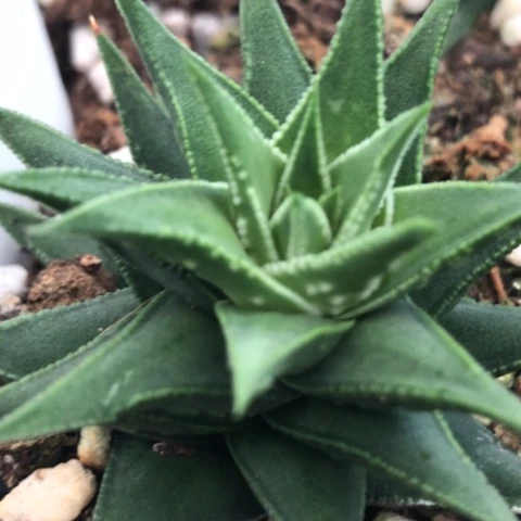 燕子塔硬叶多肉植物