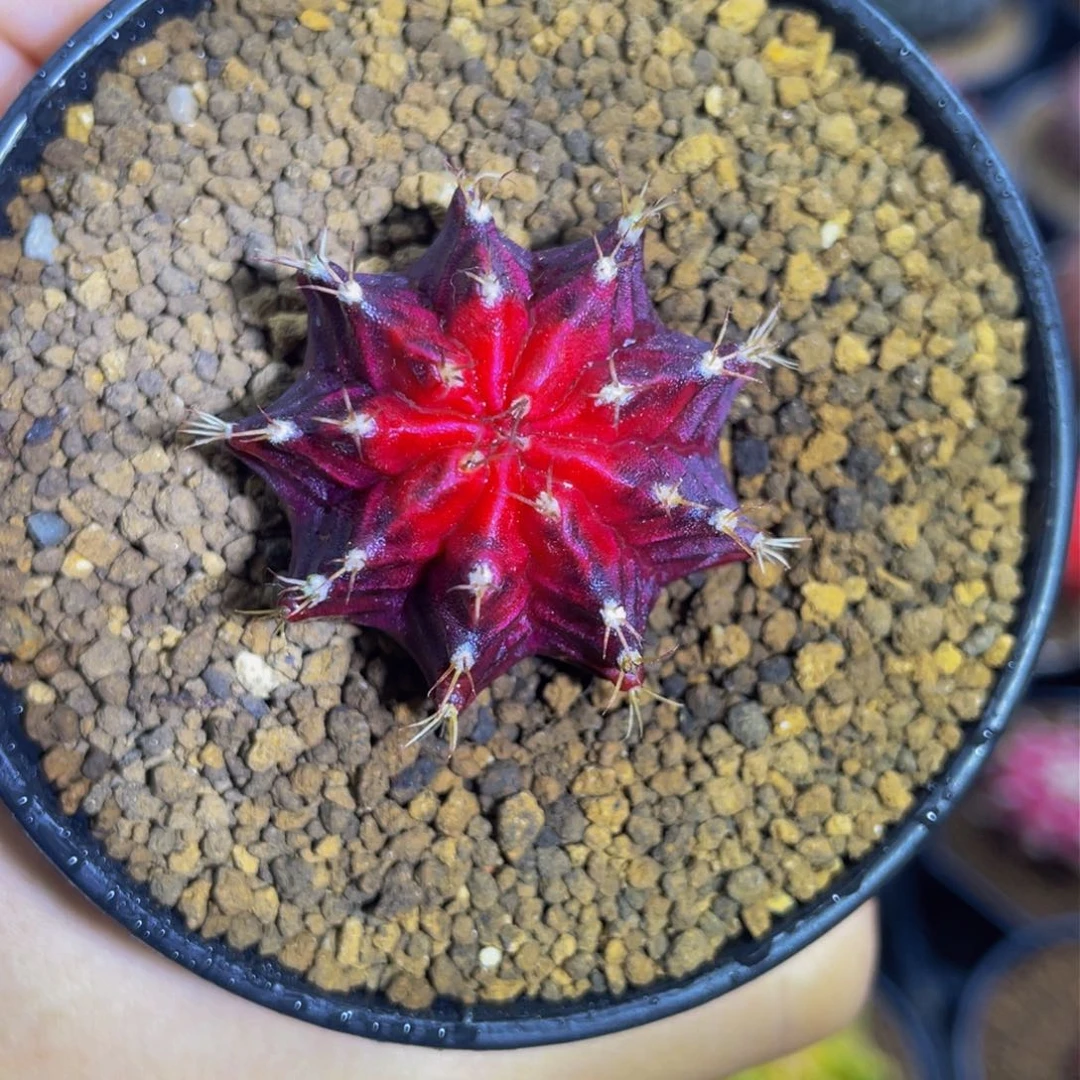 米哈星球00000000000809