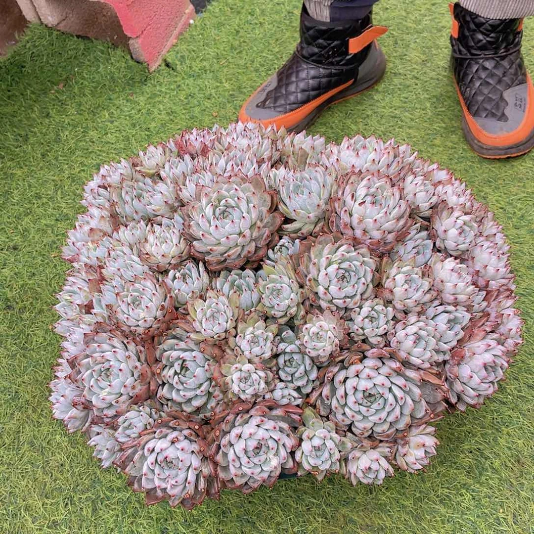 海*多肉黑天鹅海姐不带盆