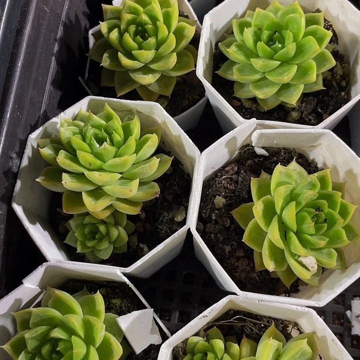 麦秆女王带盆土发过