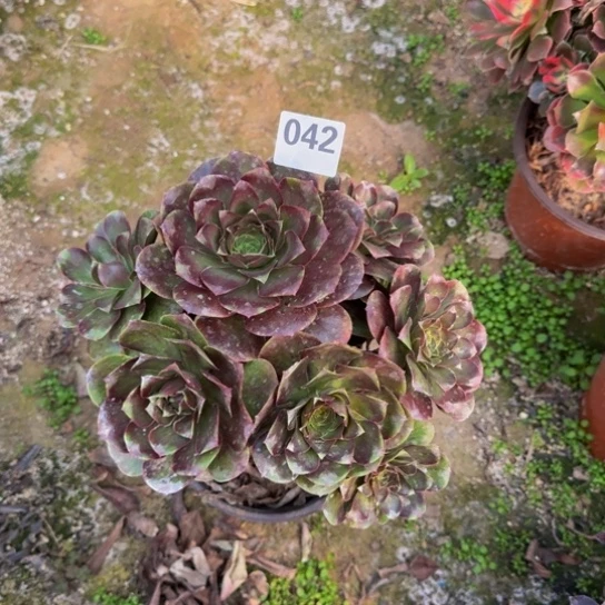 魅金玫瑰9号棚042多肉植物