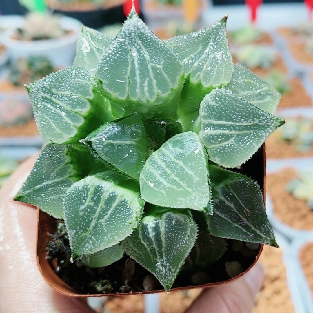【闪购商品】春雷寿