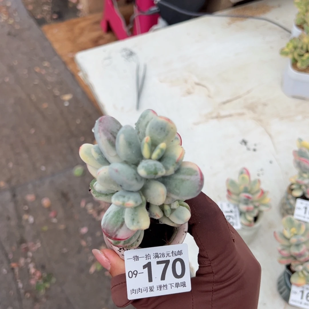 乒乓福娘锦多单头多肉单头多肉