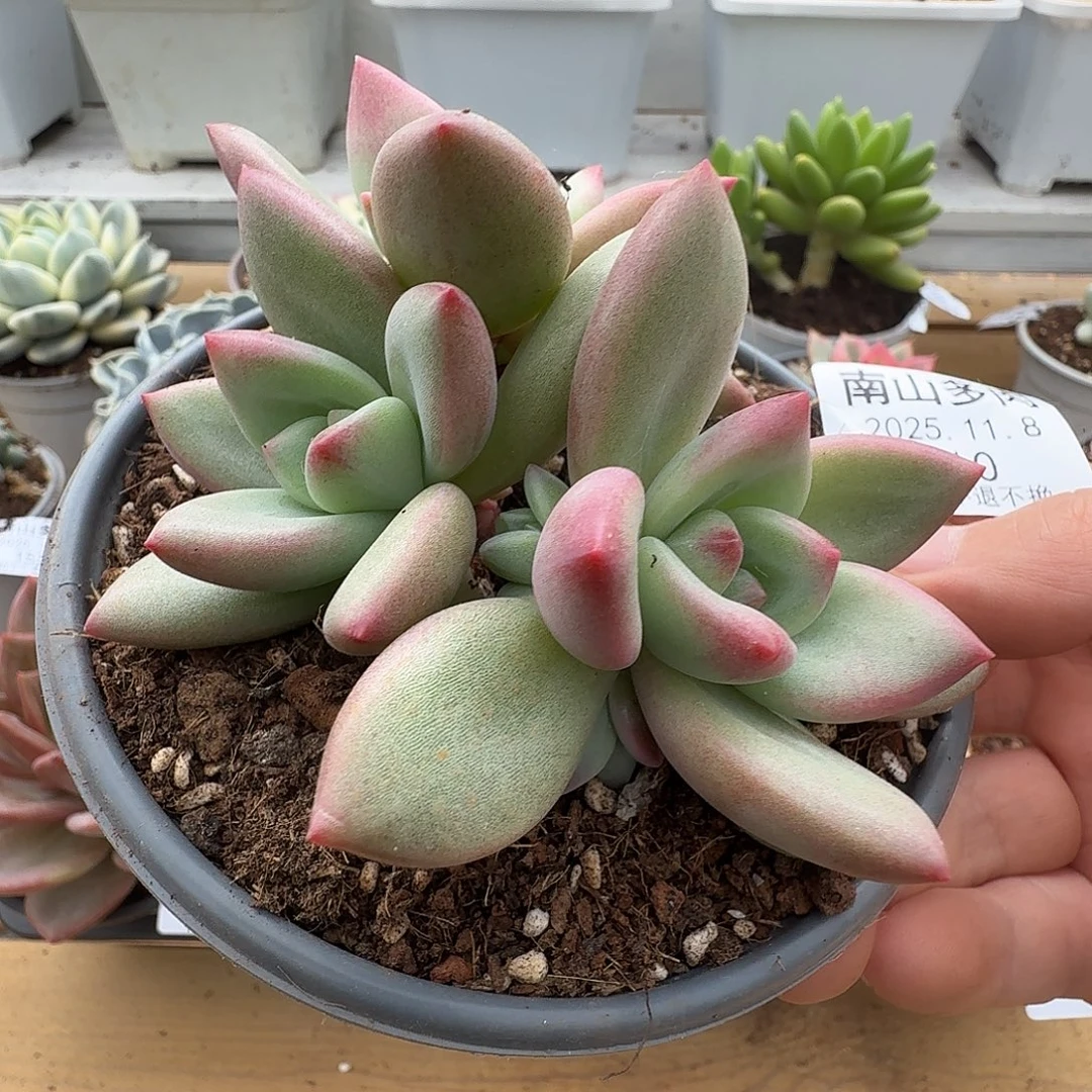 赫本路丝11111108-209