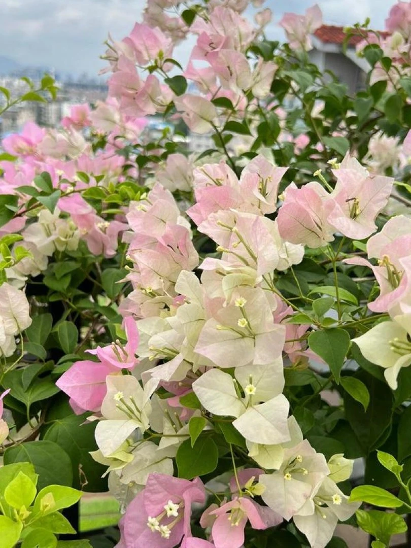 【绿樱】盆苗 三角梅带花发货四季开花爬藤好养易活基地直发