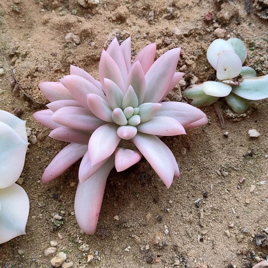 蜜桃啵啵锦砍头多肉植物