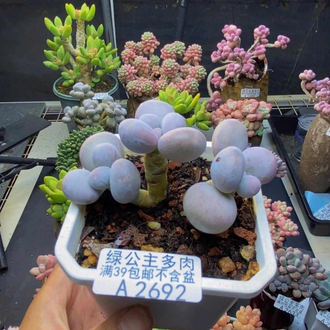 放***汁692水光针多肉5c m