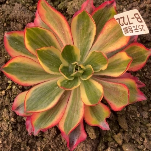 722魅影满25包邮多肉