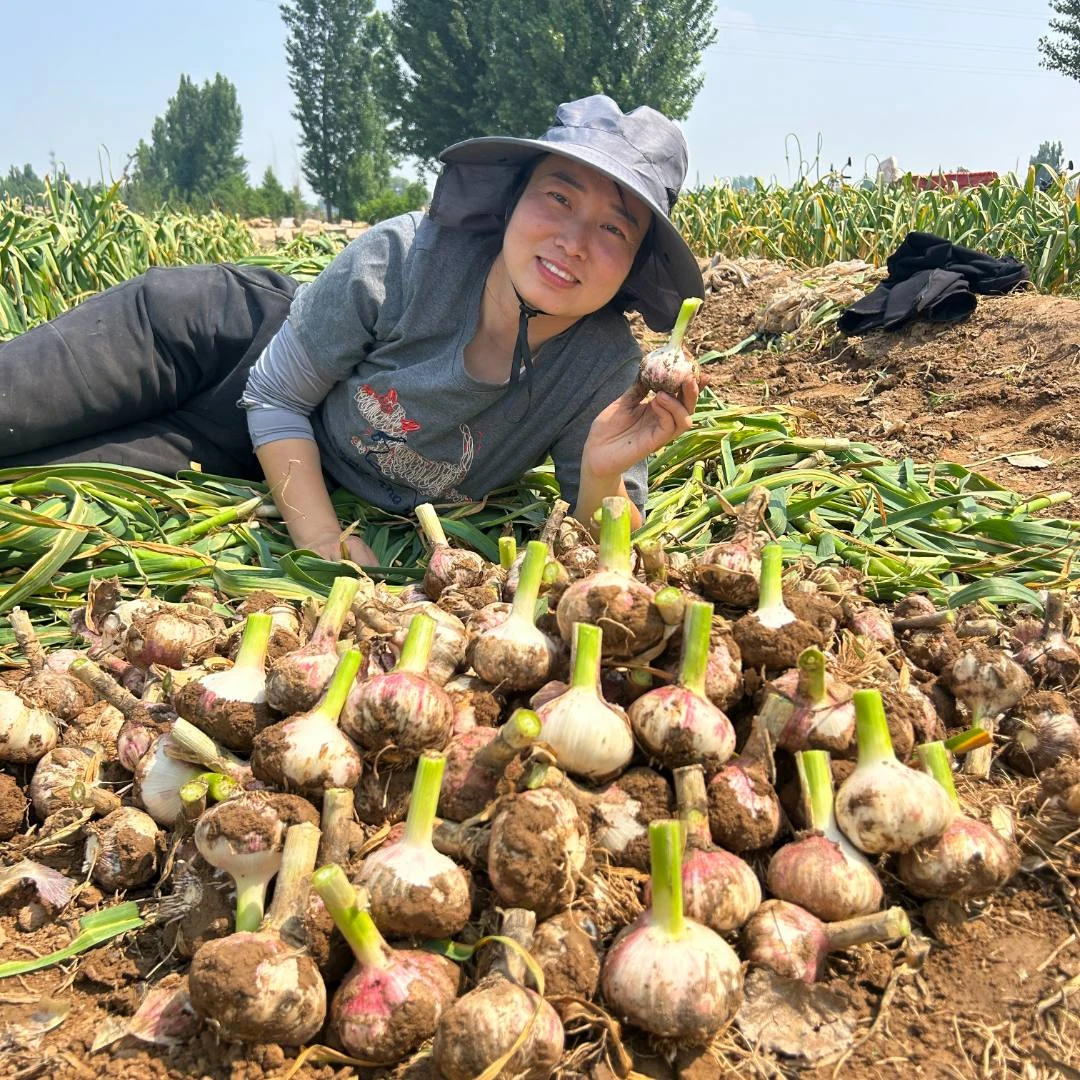鲜紫皮大蒜头湿大蒜腌糖醋泡蒜（成熟度可晒干）现挖现发多瓣鲜蒜