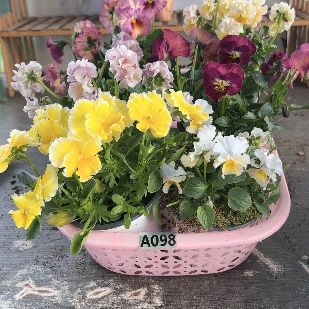 【闪购商品】098号