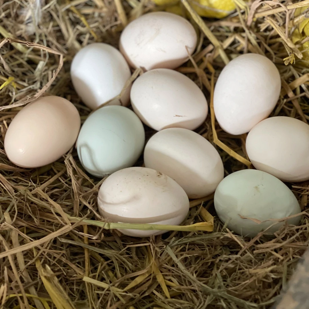 万羽家 精品鹊山鸡蛋 花冠群 独立区域散养 新鲜现捡现发 发顺丰