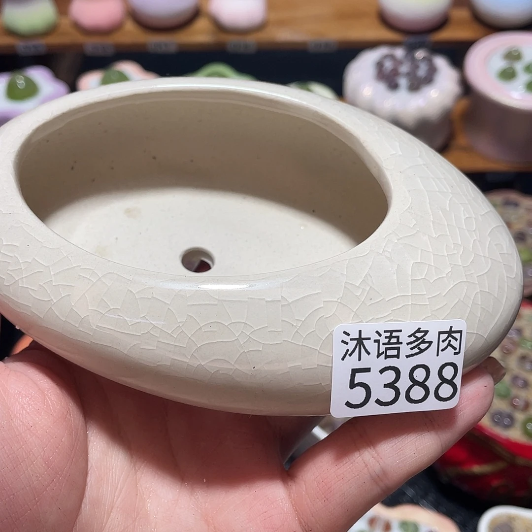 标***榜带盆土植物 一物一拍5388