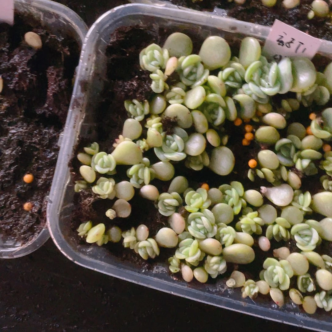 圆圆玄子拍1 芝麻苗一个满25包邮