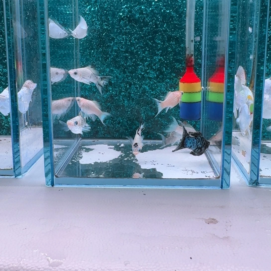 黑玛丽鱼424号玛丽10条