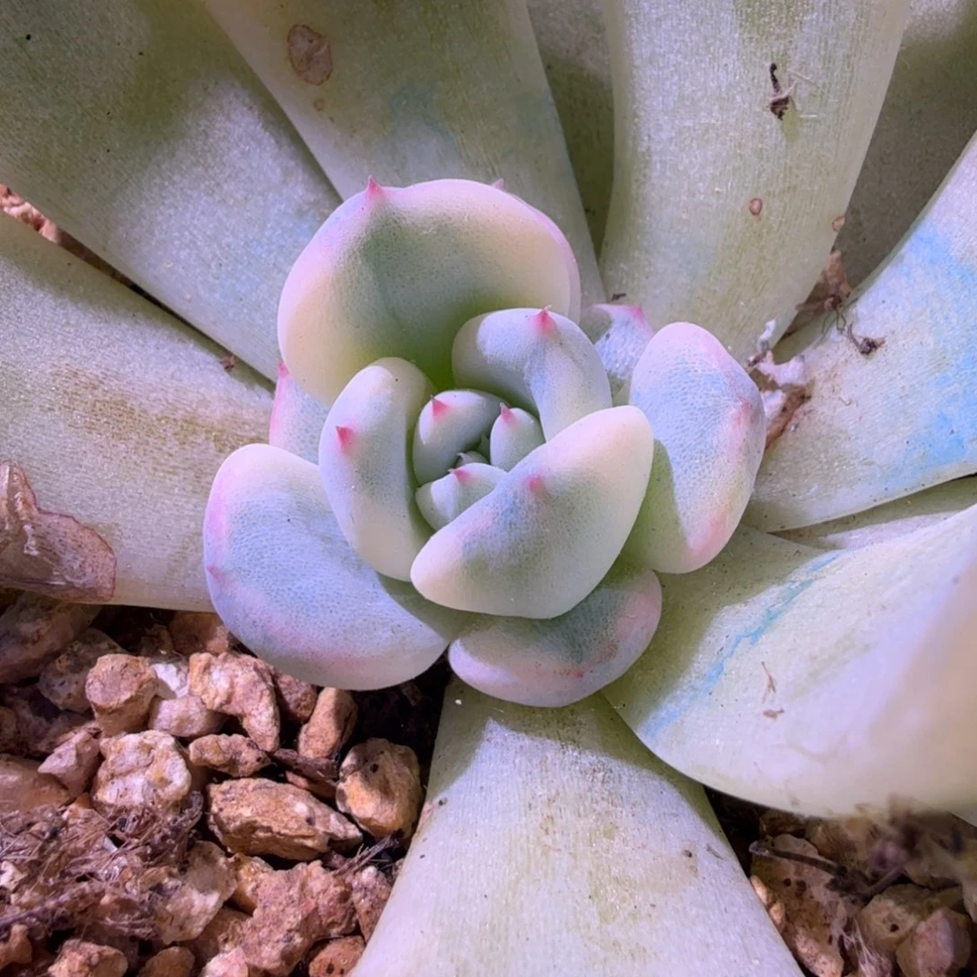 福娃锦腹轮锦一刻腹轮锦
