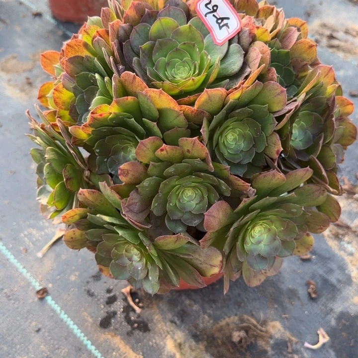 29-65万圣节多肉不包售后