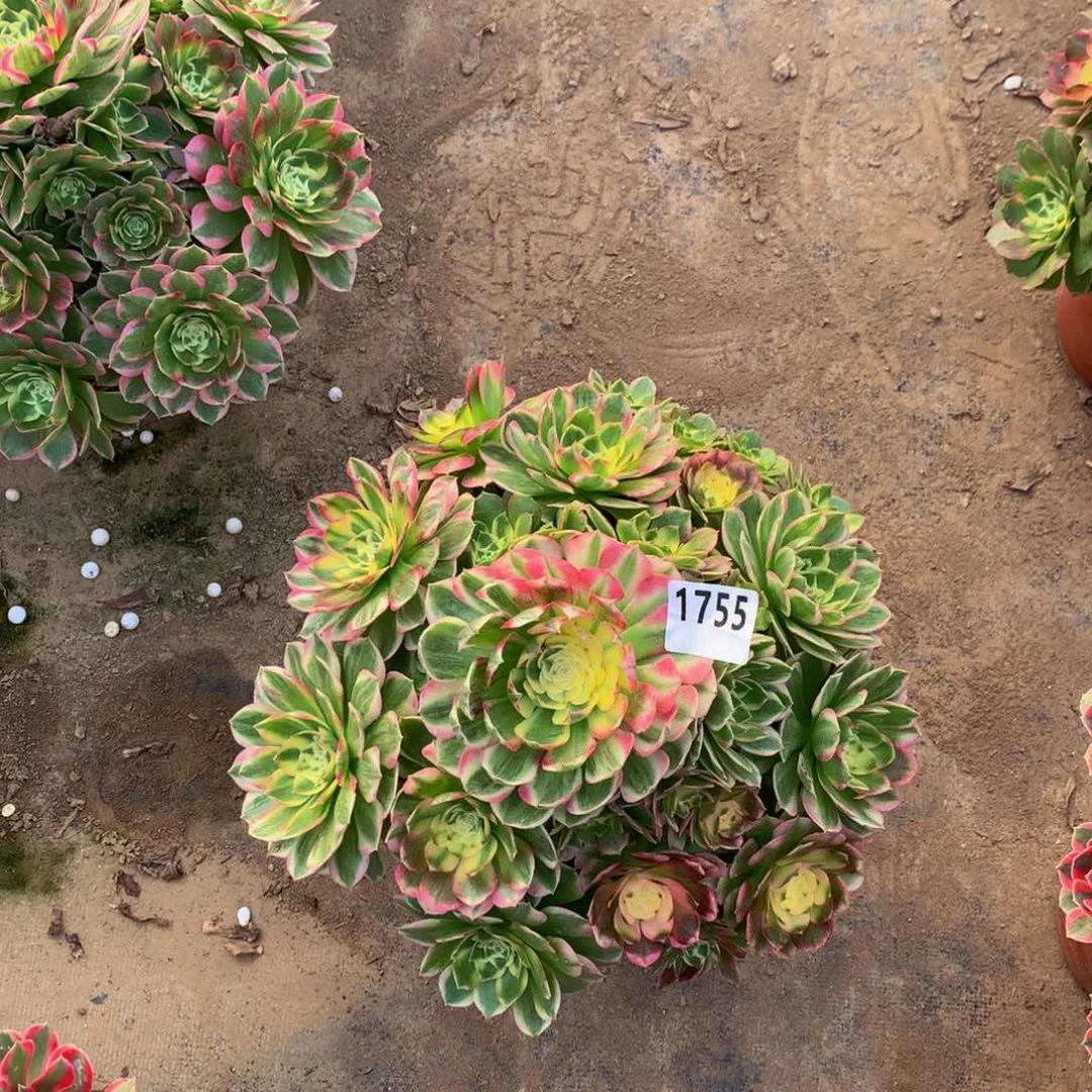 多肉植物1755海王8888888