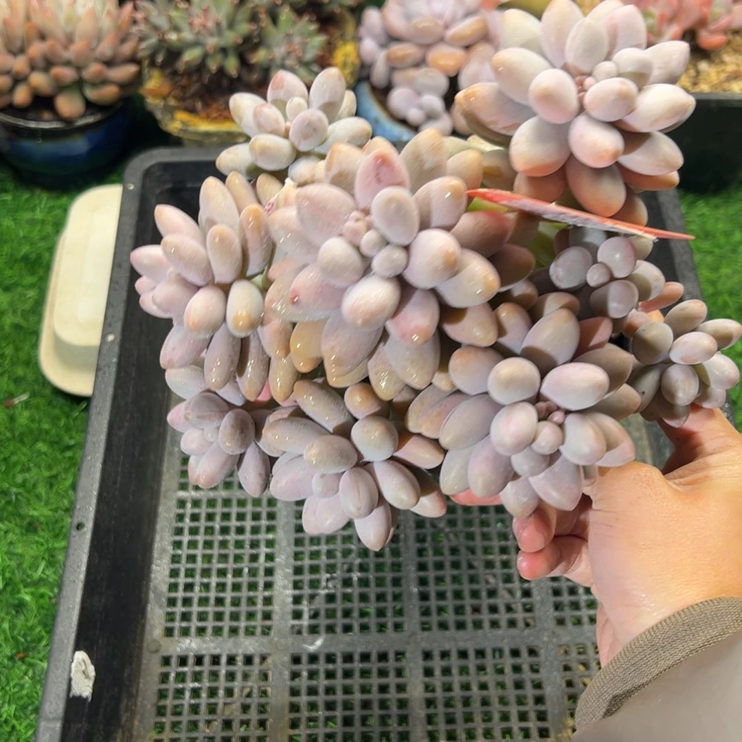 表妹精品多肉植物1056.