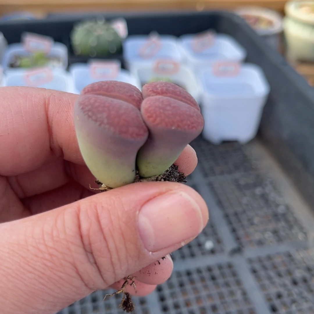 多肉植物一物一拍46