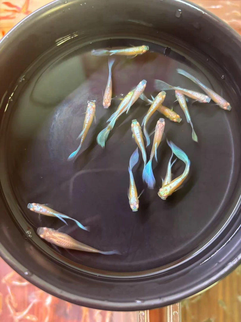 孔雀鱼（天空蓝白）鲜活灯科鱼天空蓝孔雀鱼小型观赏饲养混养