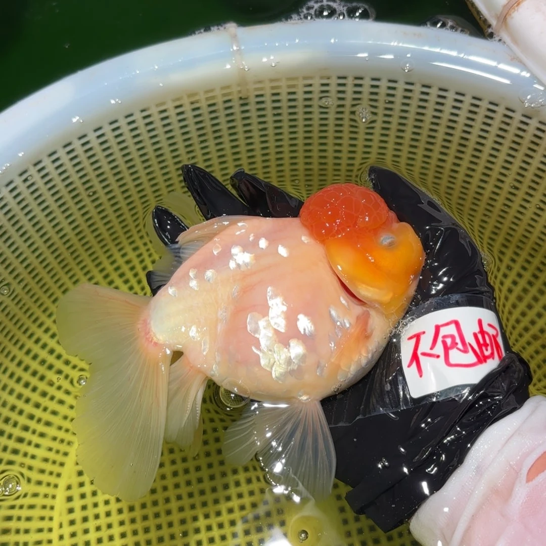 金鱼小*运费到付不包郵