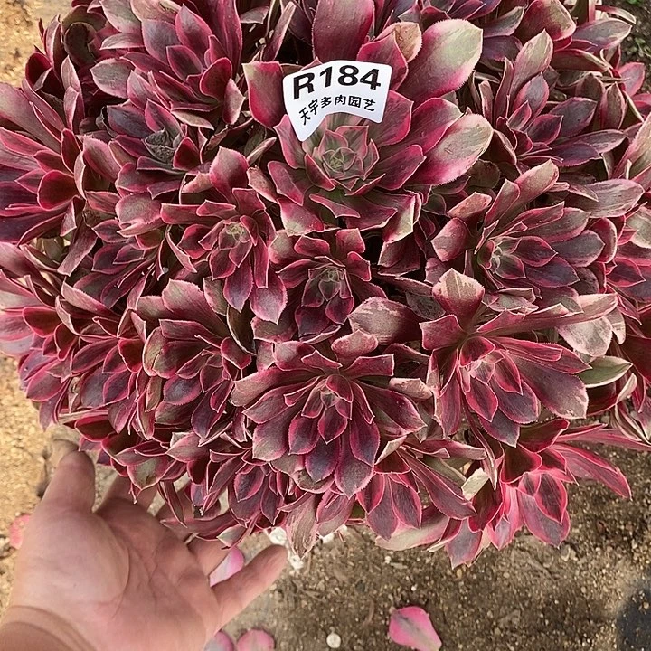 多肉植物幻莎184多肉